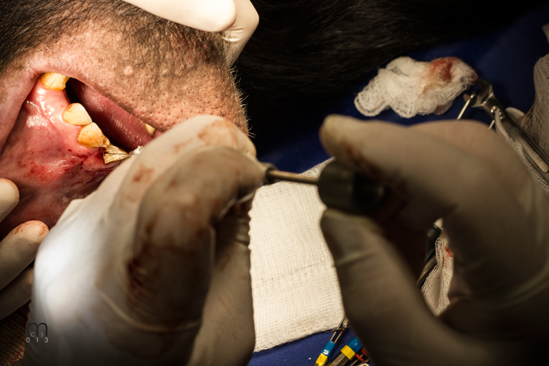 Dr. John Scheels - Exotic Animal Dentistry